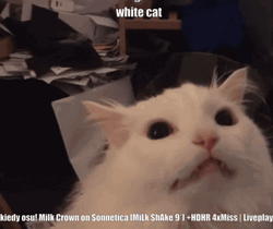 843 White Cat Screaming For Milk GIF