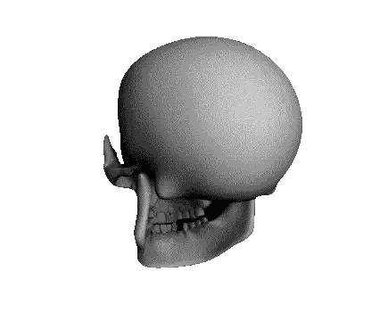 A 3D Model Of A Human Skull With Its Mouth Open On A White Background Sticker