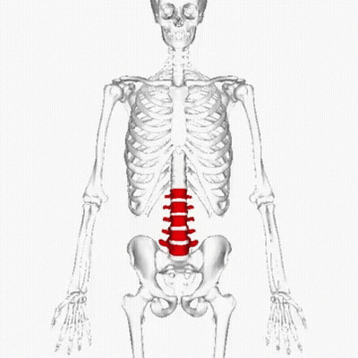 A 3D Model Of A Skeleton With A Red Spine GIF