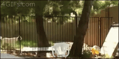 A 4Gifs.com Animated Image Of A Fenced In Area GIF