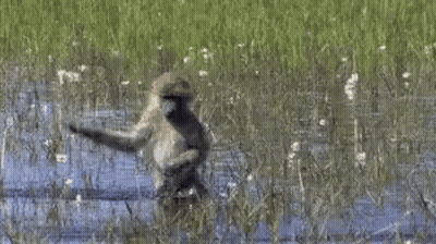 A Baboon Is Standing In The Water In A Field . GIF