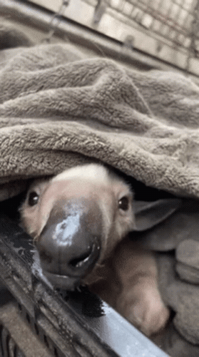 A Baby Aardvark Is Laying Under A Blanket And Looking At The Camera GIF