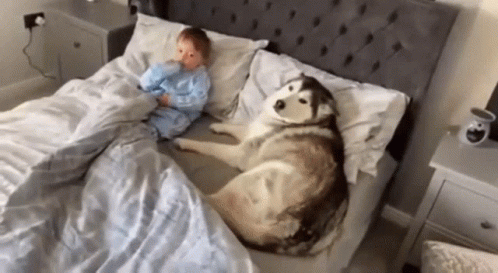 A Baby And A Husky Dog Are Laying On A Bed GIF