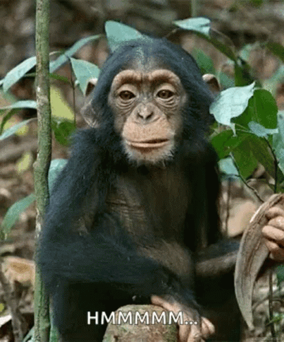 A Baby Chimpanzee Is Sitting On A Tree Stump In The Woods And Looking At The Camera . GIF