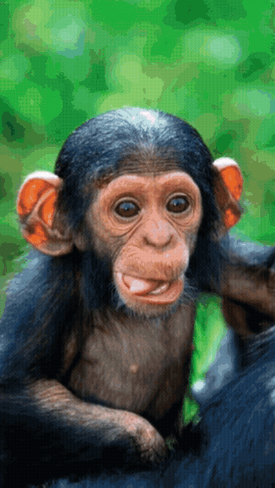 A Baby Chimpanzee Is Sticking Its Tongue Out And Looking At The Camera GIF