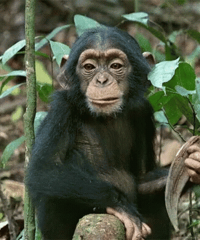 A Baby Chimpanzee Sitting On A Tree Trunk Looking At The Camera GIF