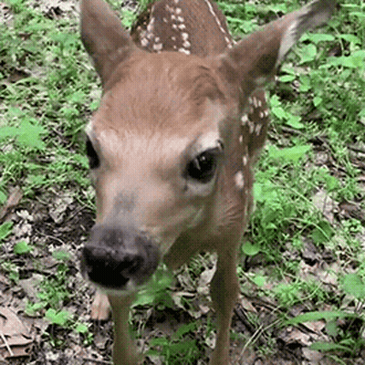 A Baby Deer Is Standing In The Grass And Looking At The Camera GIF