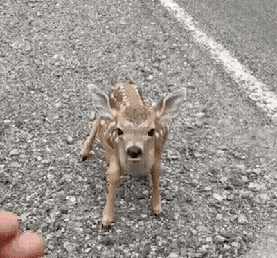 A Baby Deer Is Standing On A Gravel Road Looking At The Camera . GIF
