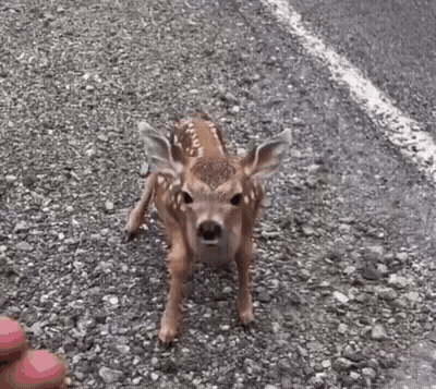 A Baby Deer Is Standing On The Side Of A Road Looking At The Camera . GIF