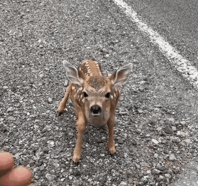 A Baby Deer Is Standing On The Side Of A Road Next To A Person 'S Finger . GIF