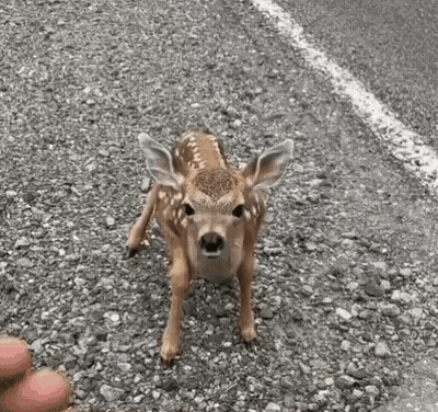 A Baby Deer Is Walking Across A Gravel Road . GIF