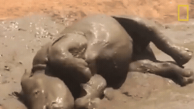A Baby Elephant Is Laying In The Mud And Playing With Itself . GIF