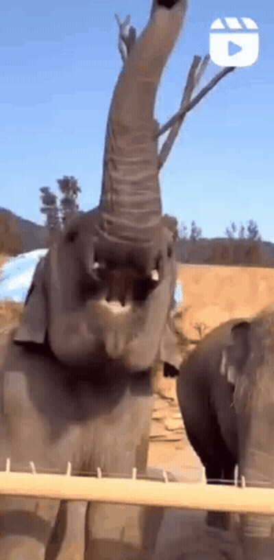 A Baby Elephant Is Standing Behind A Fence With Its Trunk In The Air . GIF