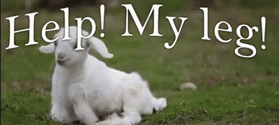 A Baby Goat Is Laying Down In The Grass With The Words Help My Leg Written Above It . GIF