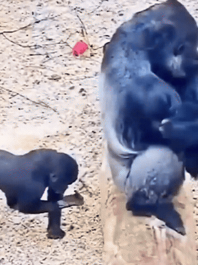A Baby Gorilla Is Standing Next To A Larger Gorilla On The Ground GIF