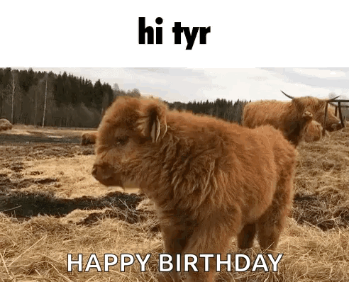 A Baby Highland Cow Standing In A Field With A Happy Birthday Message GIF