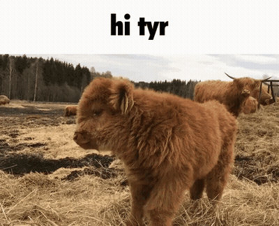 A Baby Highland Cow Standing In A Field With The Words Hi Tyr On The Top GIF