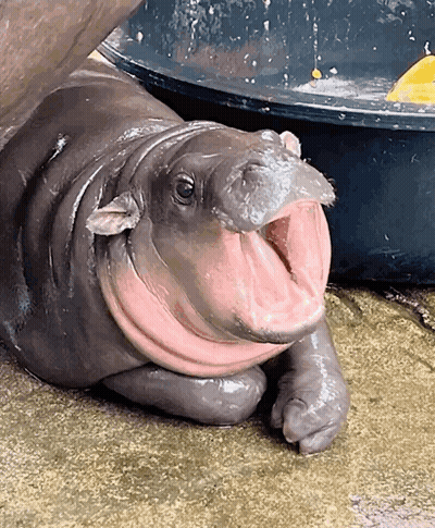 A Baby Hippo Is Laying On The Ground With Its Mouth Wide Open GIF