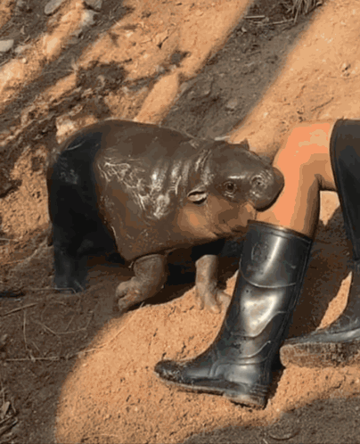 A Baby Hippo Is Standing Next To A Person 'S Leg Wearing Black Boots GIF
