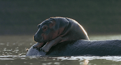 A Baby Hippo Laying On Top Of A Hippopotamus GIF