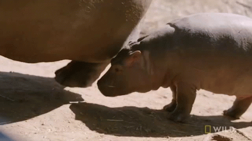 A Baby Hippo Standing Next To A Rhino With A National Geographic Logo In The Background GIF