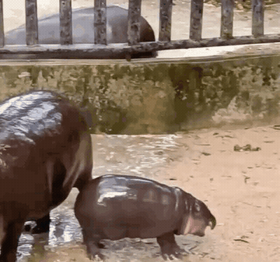 A Baby Hippopotamus Is Walking Next To A Mother Hippopotamus In The Water . GIF
