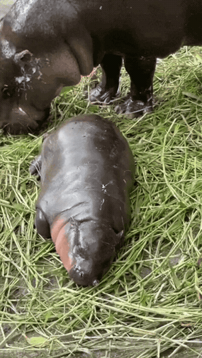 A Baby Hippopotamus Laying In The Grass With Its Mother GIF