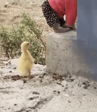 A Baby Is Standing Next To A Small Yellow Duck On A Concrete Block . GIF