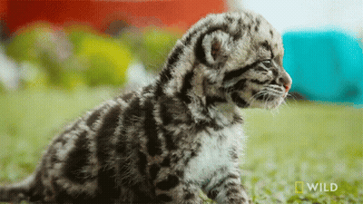 A Baby Leopard Cub Is Sitting In The Grass With A National Geographic Wild Logo In The Background GIF