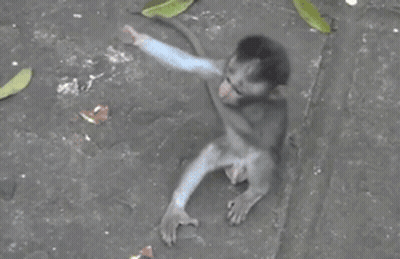 A Baby Monkey Is Being Held By Its Mother On The Ground GIF