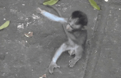 A Baby Monkey Is Being Held By Its Mother On The Ground GIF