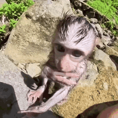 A Baby Monkey Is Sitting On A Rock And Looking At The Camera . GIF
