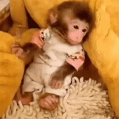 A Baby Monkey Is Sitting On A Yellow Pillow On A Rug . GIF