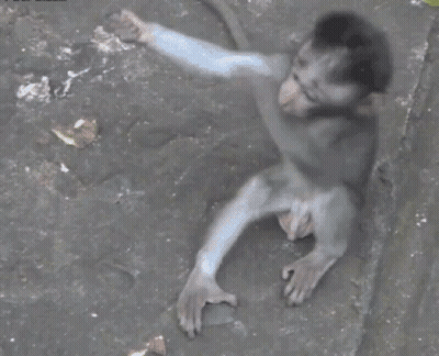 A Baby Monkey Is Sitting On The Ground And Reaching Out Towards Something GIF