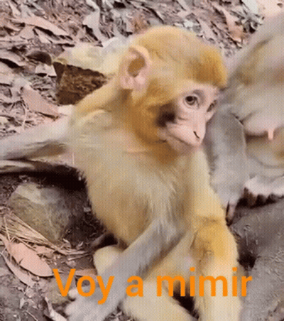 A Baby Monkey Sitting On The Ground With The Words Voy A Mimir Written On The Bottom GIF