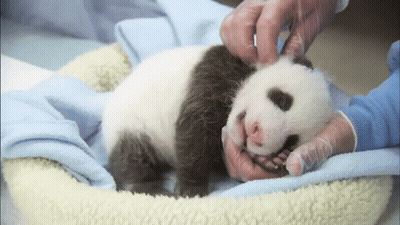 A Baby Panda Bear Is Being Examined By A Person GIF