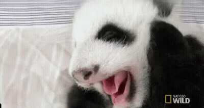 A Baby Panda Bear Is Yawning With Its Mouth Open And Looking At The Camera . GIF