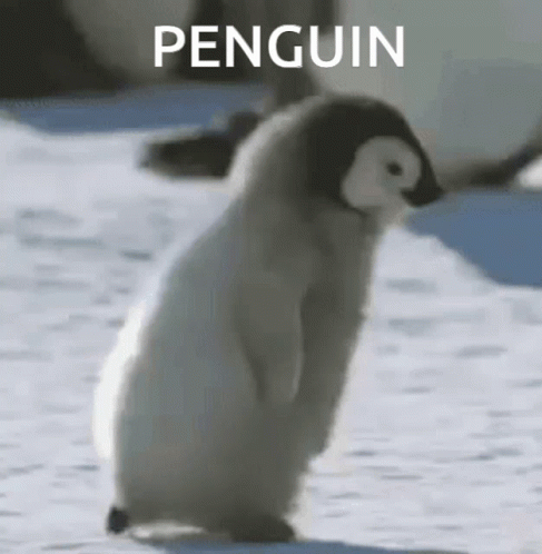 A Baby Penguin Is Walking In The Snow With The Word Penguin Written Above It . GIF