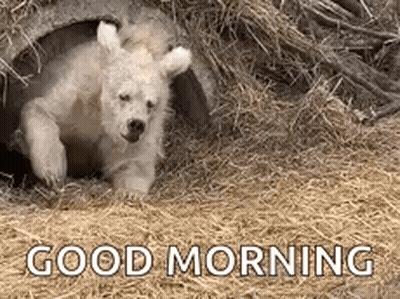 A Baby Polar Bear Is Laying In A Pile Of Hay And Says `` Good Morning '' . GIF