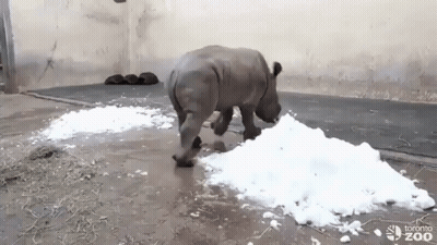 A Baby Rhino Is Playing With Snow In A Zoo Enclosure . GIF