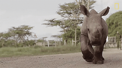 A Baby Rhino Is Running Across A Dirt Road GIF