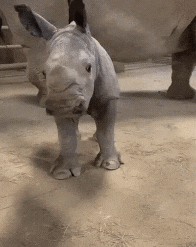 A Baby Rhino Is Standing Next To Its Mother In A Zoo Enclosure GIF