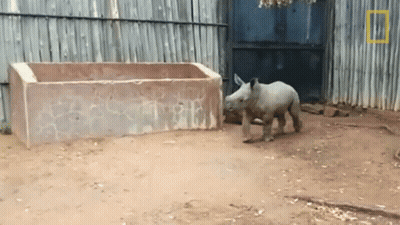 A Baby Rhino Standing In Front Of A Fence With A National Geographic Logo GIF