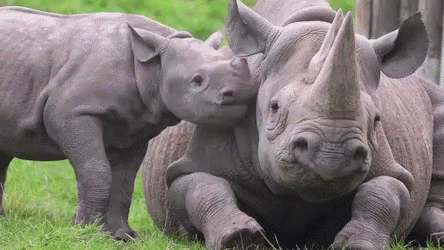 A Baby Rhinoceros Is Standing Next To Its Mother . GIF