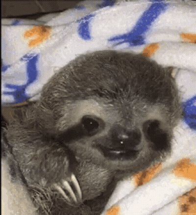 A Baby Sloth Is Laying On A Blanket On A Bed . GIF