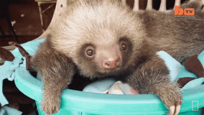 A Baby Sloth Is Sitting In A Blue Bucket With A Btv Logo In The Background GIF