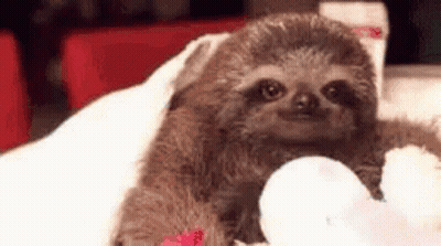 A Baby Sloth Is Sitting On A Bed Holding A White Stuffed Animal . GIF