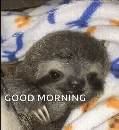 A Baby Sloth Is Wrapped In A Blanket And Saying Good Morning . GIF