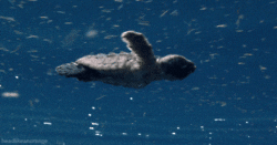 A Baby Turtle In The Ocean