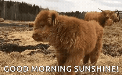 A Baby Yak Is Standing In A Field Of Hay With A Cow In The Background . GIF